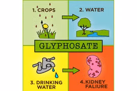 WHO và FAO bác thông tin Glyphosate gây ung thư