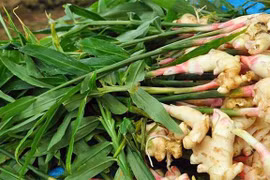 Gừng càng già càng cay