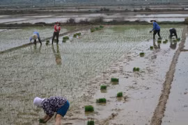 Những người đi cấy khai xuân