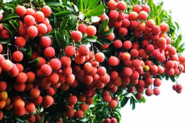 Vải thiều Bắc Giang chỉ còn 4.000 đồng/kg