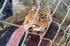 Ngang nhiên bày mèo rừng trước nhà hàng, “câu” khách