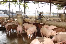 Thực phẩm an toàn khó tìm đường vào chợ