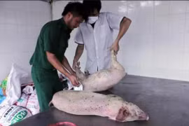 Trưởng phòng kiểm dịch…chuyên ăn tiền