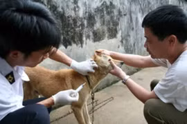 Chủ quan không tiêm phòng, 40 người tử vong vì bệnh dại