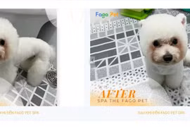 Fagopet – ‘điểm đến’ hài lòng cho thú cưng của mỗi gia đình 