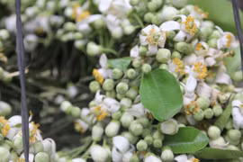 Hương bưởi tháng ba