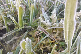 Sương muối phủ trắng Sa Pa