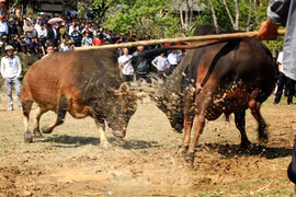Chồng tổ chức đấu bò, vợ bị bò húc chết