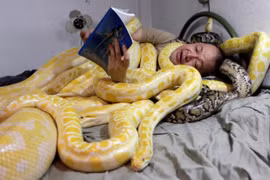 Không ngủ được nếu thiếu... rắn