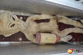 Nông dân Trung Quốc khoe ảnh chụp với người ngoài hành tinh