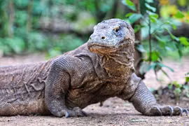 Sống sót sau khi bị rồng Komodo tấn công