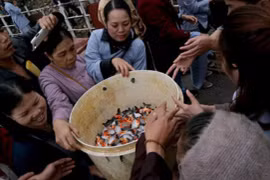 Phóng sinh cá chim trắng không gây hại cho môi trường sinh thái