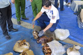 Bắt giữ vụ buôn lậu sừng tê giác, xương động vật quý hiếm với số lượng cực lớn