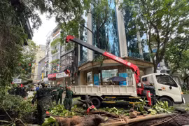 Chủ tịch Hà Nội chỉ đạo hỏa tốc về việc xử lý cây xanh gãy, đổ sau cơn bão số 3