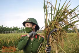 [Video] Khúc ca da diết của nữ Công an Thủ đô giúp dân khu phong tỏa gặt lúa lúc hoàng hôn