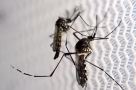 Bắc Kinh xác nhận ca nhiễm virus Zika đầu tiên 