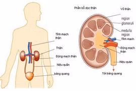 Giảm cân để bảo vệ thận