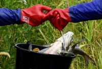 Bí ẩn vụ cá chết trắng sông ở biên giới Đức - Ba Lan