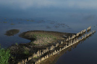 Bí ẩn vụ cá chết trắng sông ở biên giới Đức - Ba Lan