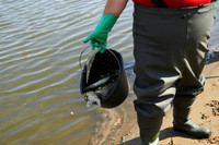 Bí ẩn vụ cá chết trắng sông ở biên giới Đức - Ba Lan