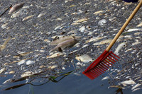 Bí ẩn vụ cá chết trắng sông ở biên giới Đức - Ba Lan