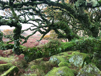  Khám phá cánh rừng sồi nguyên sinh kỳ lạ ở Anh