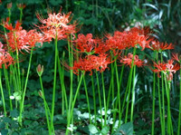 Vẻ đẹp ám ảnh của loài hoa nở nơi hoàng tuyền