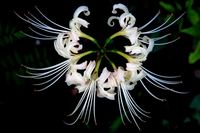 Vẻ đẹp ám ảnh của loài hoa nở nơi hoàng tuyền