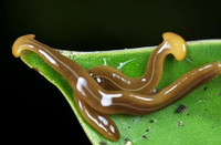 Loài vật đáng sợ, chứa chất độc thần kinh chết người