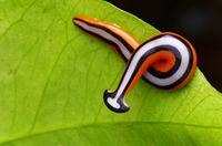 Loài vật đáng sợ, chứa chất độc thần kinh chết người