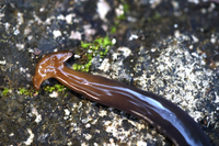 Loài vật đáng sợ, chứa chất độc thần kinh chết người