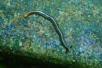 Loài vật đáng sợ, chứa chất độc thần kinh chết người