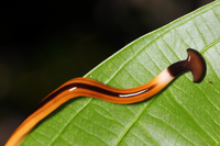 Loài vật đáng sợ, chứa chất độc thần kinh chết người