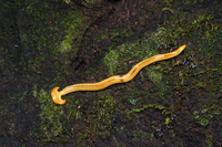 Loài vật đáng sợ, chứa chất độc thần kinh chết người