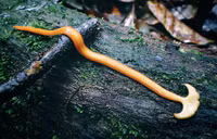 Loài vật đáng sợ, chứa chất độc thần kinh chết người