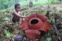 Những loài thực vật kỳ thú nhất hành tinh