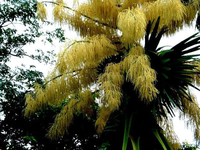 Những loài thực vật kỳ thú nhất hành tinh