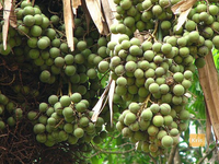 Những loài thực vật kỳ thú nhất hành tinh