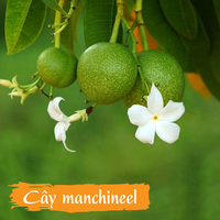 Những loài thực vật kỳ thú nhất hành tinh