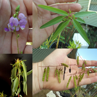 Những loài thực vật kỳ thú nhất hành tinh