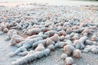 Vẻ đẹp bí ẩn của 