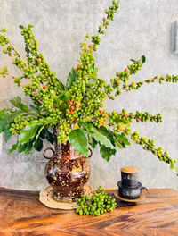  Chiêm ngưỡng những cành, quả được trang trí rất bắt mắt trong nhà