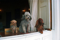 [ẢNH] Những đệ nhất thú cưng sống trong Nhà Trắng qua các đời Tổng thống Mỹ