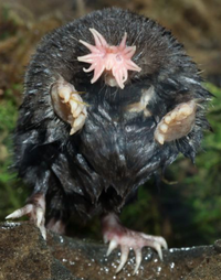 Loài vật đánh hơi tìm kiếm thức ăn nhanh nhất, ngay cả khi ở dưới nước