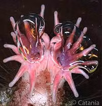 Loài vật đánh hơi tìm kiếm thức ăn nhanh nhất, ngay cả khi ở dưới nước