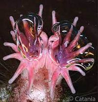 Loài vật đánh hơi tìm kiếm thức ăn nhanh nhất, ngay cả khi ở dưới nước