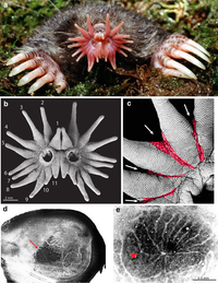 Loài vật đánh hơi tìm kiếm thức ăn nhanh nhất, ngay cả khi ở dưới nước