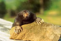 Loài vật đánh hơi tìm kiếm thức ăn nhanh nhất, ngay cả khi ở dưới nước