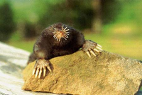 Loài vật đánh hơi tìm kiếm thức ăn nhanh nhất, ngay cả khi ở dưới nước