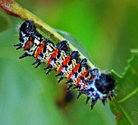 Những đặc sản đắt đỏ ít người dám ăn